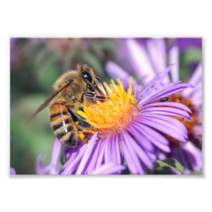 Impression Photo Abeille sur fleur rose pourpre