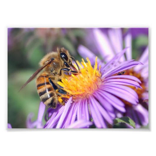 Impression Photo Abeille sur fleur rose pourpre (Devant)