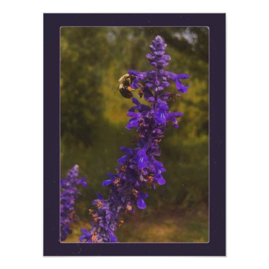 Impression Photo abeille sur lavande (Devant)