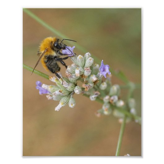Impression Photo Abeille sur Lavender (Devant)