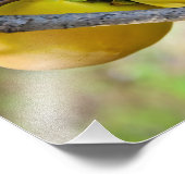 Impression Photo Abricots (Coin)