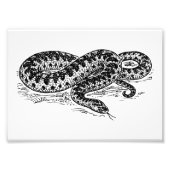 Impression Photo Adder le serpent (Devant)