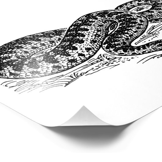 Impression Photo Adder le serpent (Coin)