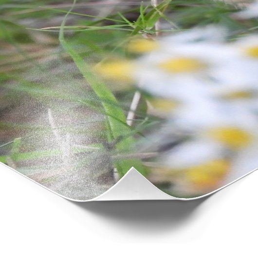 Impression Photo Adorable Chipmunk en fleurs (Coin)