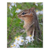 Impression Photo Adorable Chipmunk en fleurs (Devant)