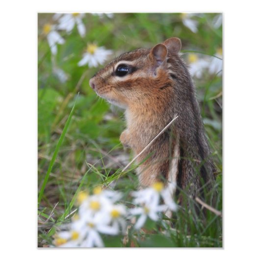 Impression Photo Adorable Chipmunk en fleurs (Devant)