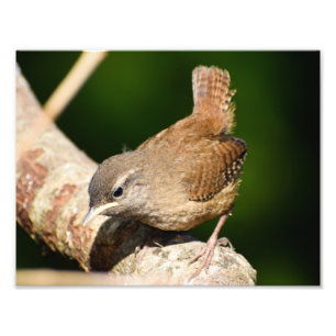 Impression Photo adorable Petit Wren