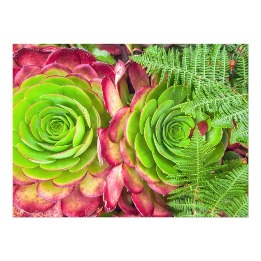 Impression Photo Aeonium (Devant)