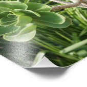 Impression Photo Aéonium de 11 po x 14 po (Coin)