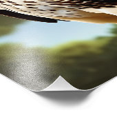 Impression Photo affiche d'art de faucon (Coin)