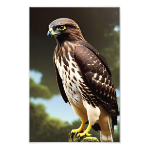 Impression Photo affiche d'art de faucon