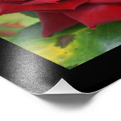 Impression Photo Affiche de belle rose rouge (Coin)