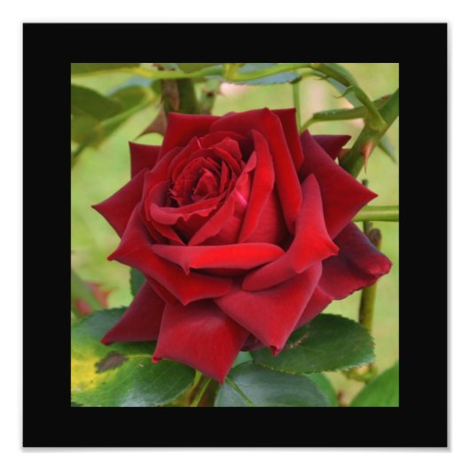 Impression Photo Affiche de belle rose rouge (Devant)