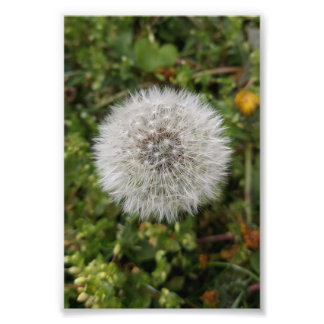 Impression Photo Affiche de Dandelion