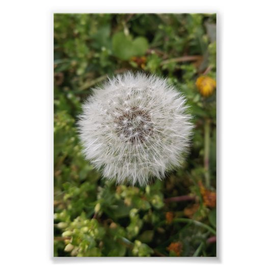 Impression Photo Affiche de Dandelion (Devant)