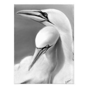 Impression Photo Affiche de Fou de Bassan mâle et femelle