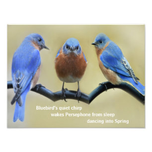 Impression Photo Affiche de haïku Bluebird