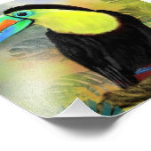 Impression Photo Affiche de Toucan (Coin)