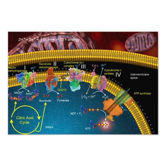 Impression Photo Affiche de transport électronique (Devant)
