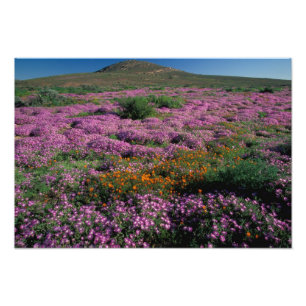 Impression Photo Afrique, Afrique du Sud, Namaqualand, Orange et