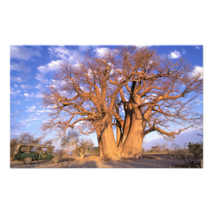 Impression Photo Afrique, Botswana, delta de l'Okavango. Baobab