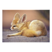 Impression Photo Afrique du Nord. Fennec Fennecus zerda) (Devant)