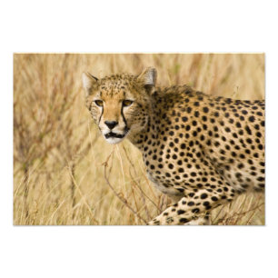 Impression Photo Afrique. Kenya. Guépard au Parc national de Sambur