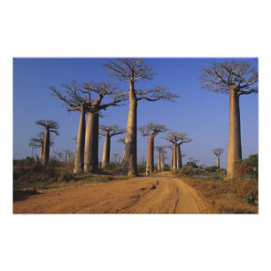 Impression Photo Afrique, Madagascar, Morondava, Avenue des Baobabs