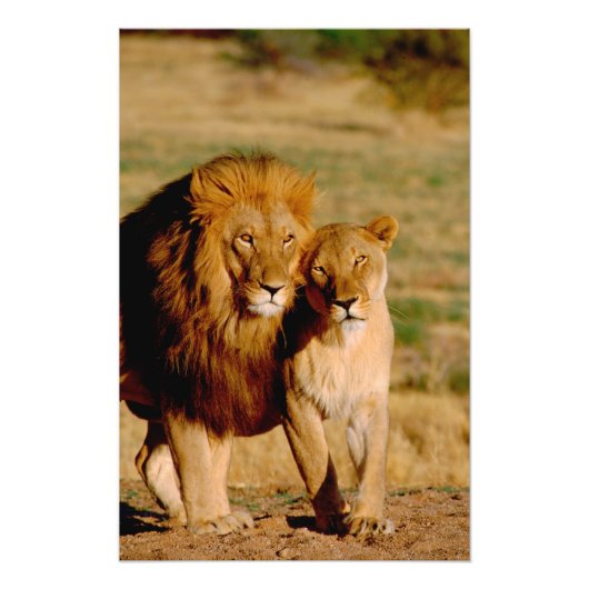 Impression Photo Afrique, Namibie, Okonjima. Lion & Lion (Devant)