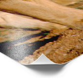 Impression Photo Afrique, Namibie, Okonjima. Lion & Lion (Coin)