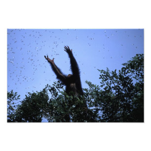 Impression Photo Afrique, Tanzanie, Glitter atteint en vol
