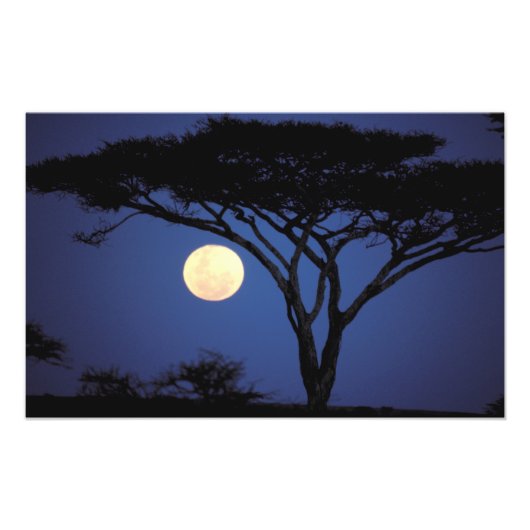 Impression Photo Afrique, Tanzanie, Tarangire. Arbre d'acacia dans (Devant)
