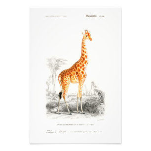 Impression Photo Afrique vintage Giraffe Safari animal sauvage Fran