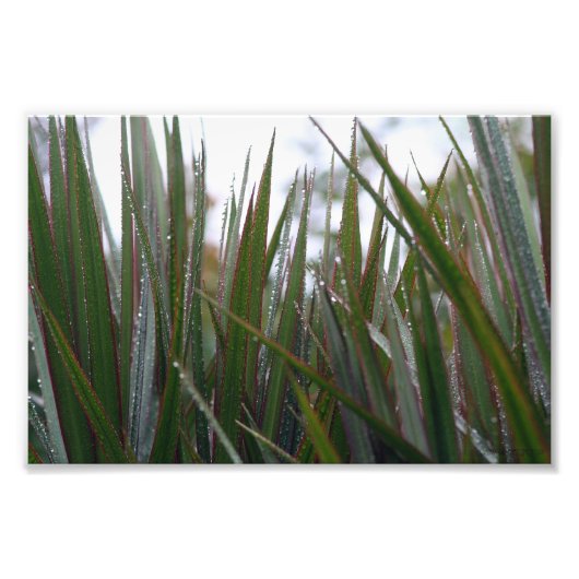 Impression Photo After the rain (Devant)