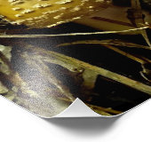 Impression Photo Agaric émergent (Coin)