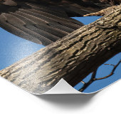 Impression Photo Aigle (Coin)