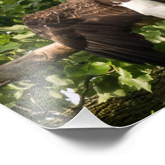 Impression Photo Aigle (Coin)