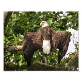 Impression Photo Aigle (Devant)