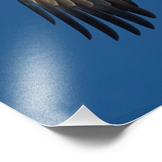 Impression Photo Aigle (Coin)