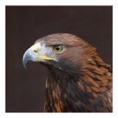 Impression Photo Aigle002 (Devant)