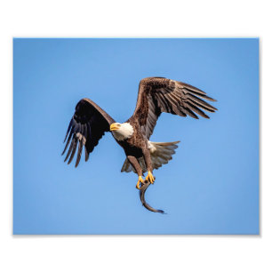 Impression Photo Aigle 10x8 avec un poisson