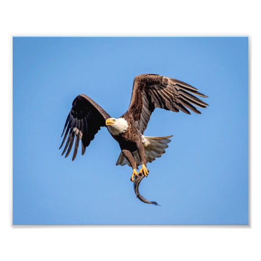 Impression Photo Aigle 10x8 avec un poisson (Devant)
