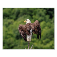 Aigle 10x8 Bald sur une branche