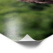 Impression Photo Aigle 11x14 sur une branche (Coin)