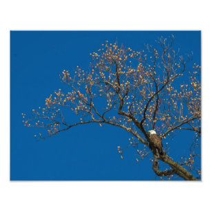 Impression Photo Aigle À Balles Dans Un Arbre À Tulipes