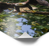 Impression Photo Aigle À Balles Dans Un Pose Batman. (Coin)