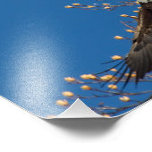 Impression Photo Aigle à tête (Coin)