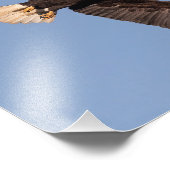 Impression Photo Aigle à tête blanche (Coin)