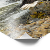 Impression Photo Aigle à tête blanche (Coin)