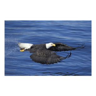 Impression Photo Aigle à tête blanche de la péninsule de Kenai, Ala